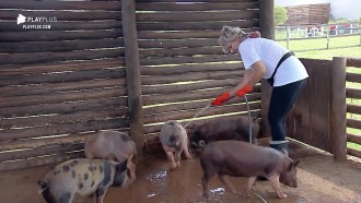 Andréa Nóbrega fica com medo de briga dos porcos no chiqueiro