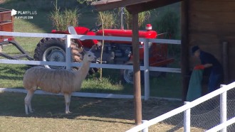 Andréa volta a cuidar de lhamas após não cumprir tarefa no sábado