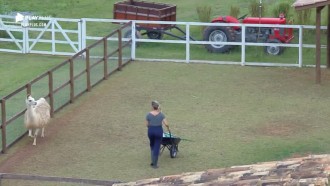 'Até a lhama tá com medo de mim de tão feia que eu sou', diz Thayse