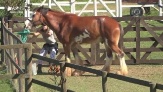 Cavalo Lyon 'rouba' saco de lixo de Hari Almeida