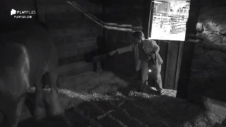 Cavalo pega roupa de Tati e peoa afirma: ‘Parece meu cachorro’