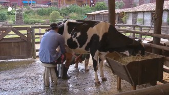 Diego ajuda Sabrina a realizar tarefa na sede