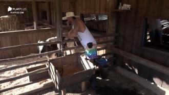 Diego brinca com bezerro Chiquinho e pede: 'Não faz bagunça'