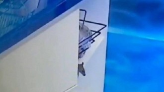 Genilson, o Rato que apareceu na casa ganha Instagram