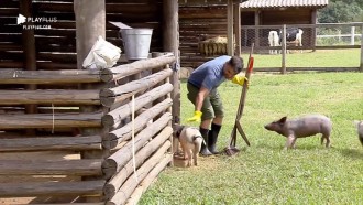 Jorge Sousa cuida do chiqueiro e chama porquinha de Laura Keller