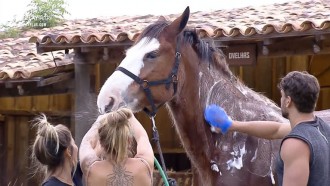 Lucas dá banho refrescante de mangueira no cavalo Lyon