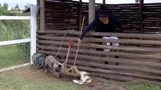 Lucas enfrenta dificuldades para cuidar dos porcos