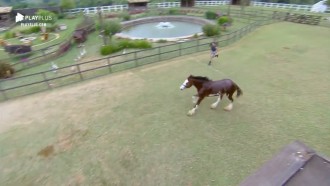 Lucas põe Lyon para correr após o banho; peões elogiaram o animal