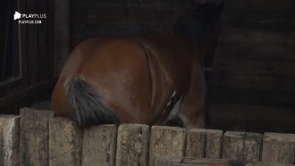 Lyon coça bumbum em cerca de madeira divertindo peões da baia