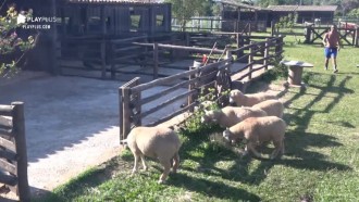 Ovelhas dão trabalho para Phavanello: 'Não tenho mais idade'