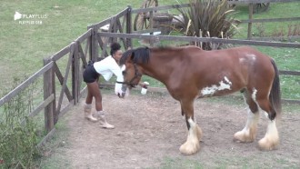 Preocupada com o cavalo, Sabrina Paiva aplica repelente em Lyon