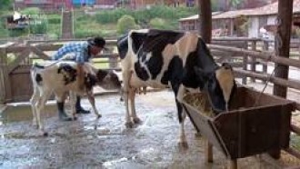 Relembre 3 momentos fofos de Rodrigo Phavanello com os animais