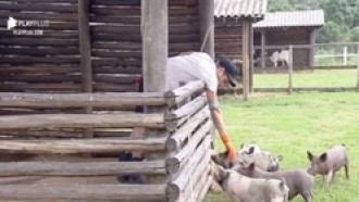 Relembre 5 momentos de Guilherme com os animais