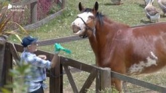 Relembre momentos dos peões com o cavalo Lyon em A Fazenda 11