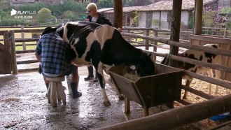 Rodrigo Phavanello é auxiliado por Viny após errar em tarefa com vaca