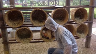 Rodrigo Phavanello enfrenta chuva para coletar ovos das galinhas