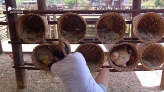 Thayse Teixeira finaliza tarefa de coletar ovos das galinhas