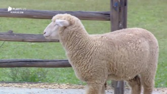 Thayse Teixeira se empolga ao cuidar das ovelhas: 'Fofilda'