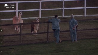 Viny e Guilherme Leão tentam 'contato' com lhamas, mas falham