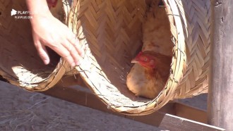 Viny esbanja bom humor mesmo após ser bicado por galinha