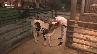 Viny se despede de bezerro Chiquinho: ‘Prazer te conhecer’