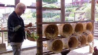 Viny Vieira canta e imita Silvio Santos para as galinhas