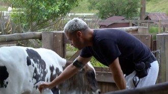 Viny Vieira fica preocupado com bezerro e aplica repelente no animal