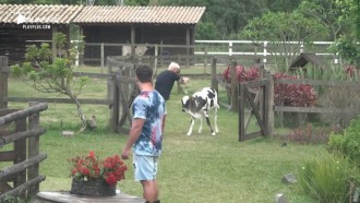 Viny Vieira protagoniza cena hilária brincando com bezerro