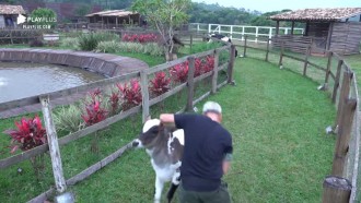 Viny Vieira se diverte ao tomar dribles e cabeçadas de bezerro