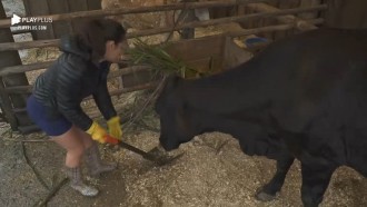 Peões dão início às atividades - A Fazenda 12