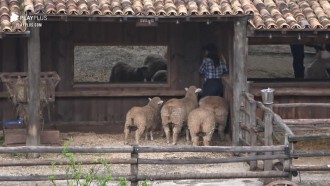 Tays foge com medo das ovelhas - A Fazenda 12