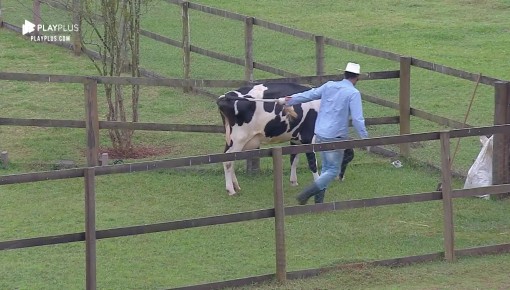 Diego Grossi leva 'canseira' da vaca durante atividade matinal