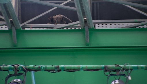 Novo integrante do BBB 24? Brothers recebem visita inusitada