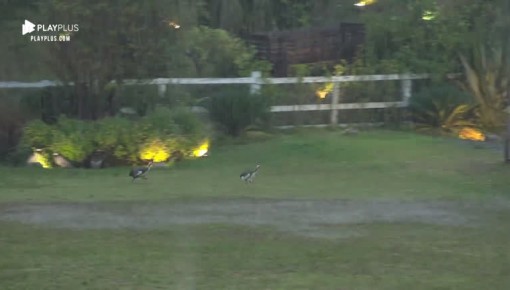 Hari e Lucas se divertem com pega-pega frenético entre aves na chuva