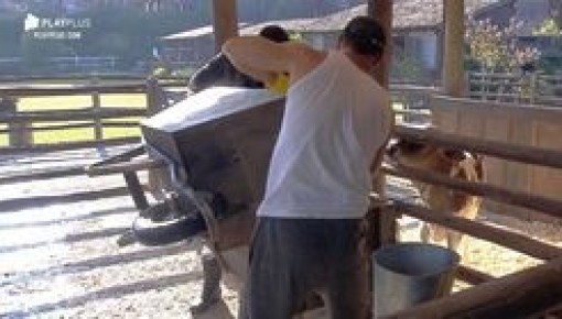 Veja 5 momentos em que os peões ajudaram uns aos outros nas tarefas