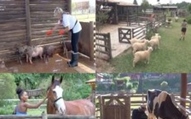 3 vezes em que os animais demonstraram carinho pelos peões