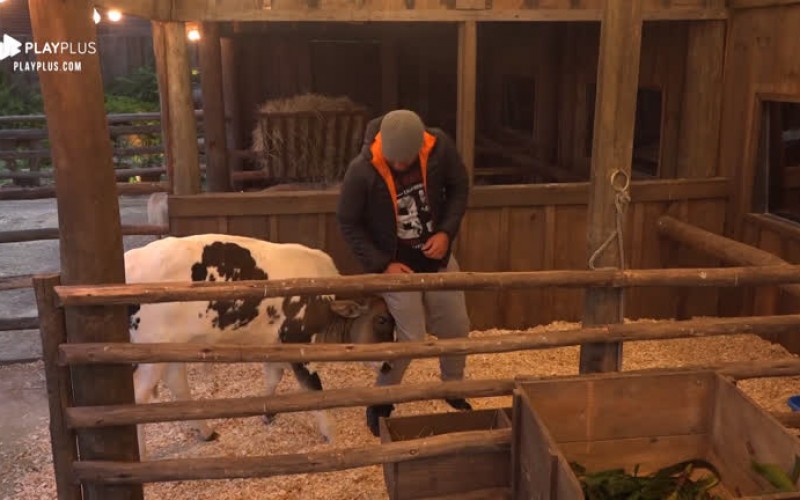 Bezerro Chiquinho brinca de dar cabeçadas em Rodrigo Phavanello