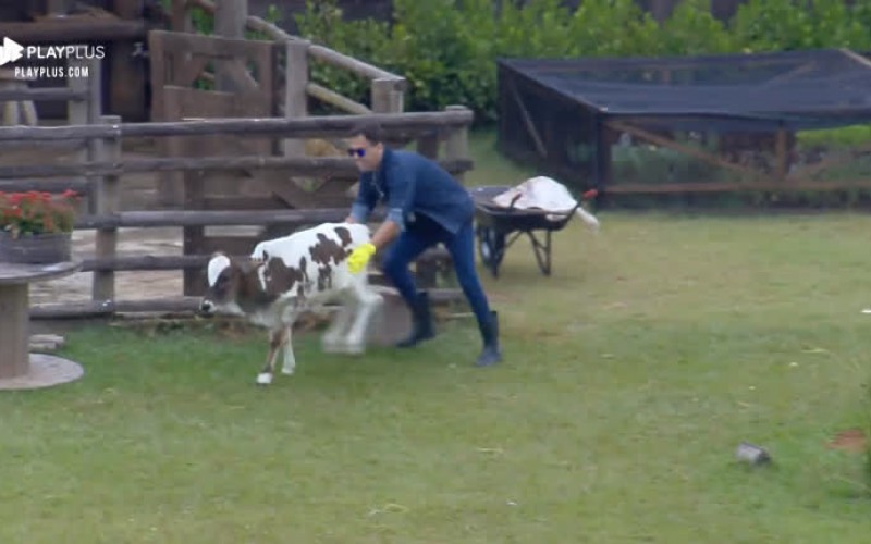 Bezerro foge, se recusa a ir para curral e dá canseira em Viny Vieira