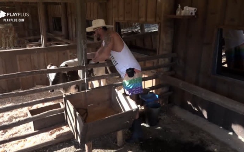 Diego brinca com bezerro Chiquinho e pede: 