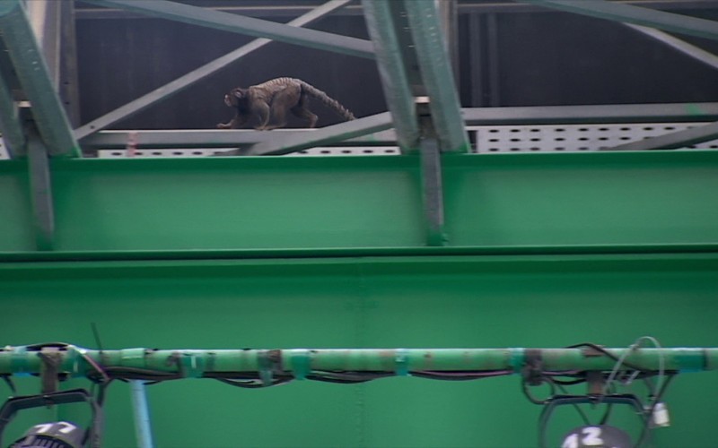 Novo integrante do BBB 24? Brothers recebem visita inusitada