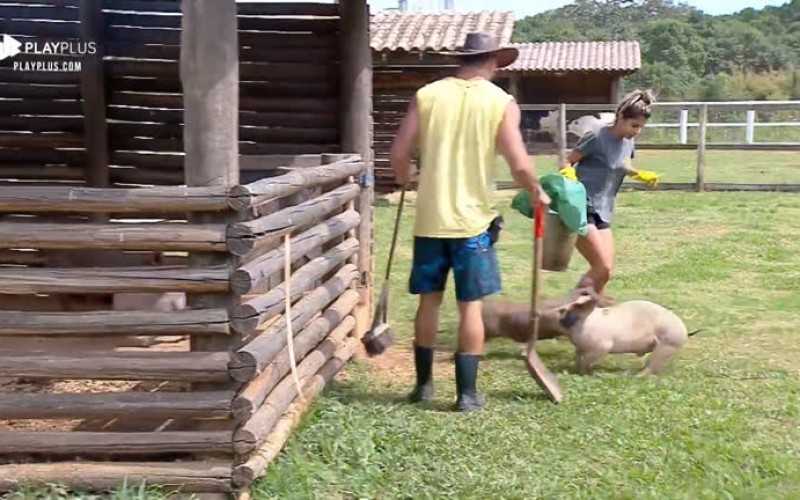 Hari Almeida e Lucas Viana acordam cedo para cuidar dos porquinhos