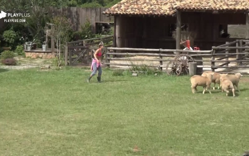 Hariany Almeida enfrenta dificuldade ao conduzir ovelhas