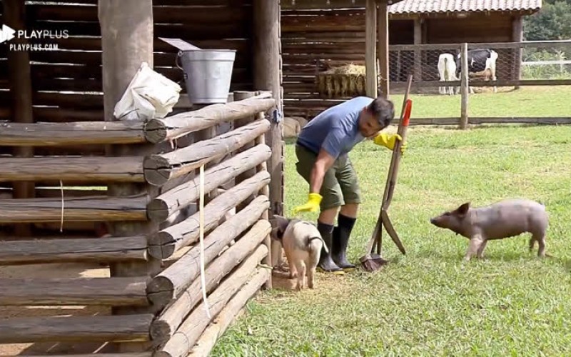 Jorge Sousa cuida do chiqueiro e chama porquinha de Laura Keller