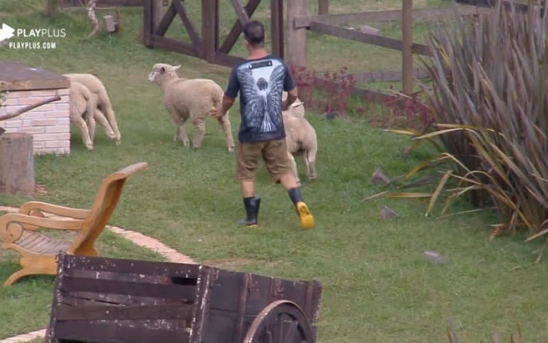 Jorge Sousa protagoniza cena engraçada ao lidar com ovelhas