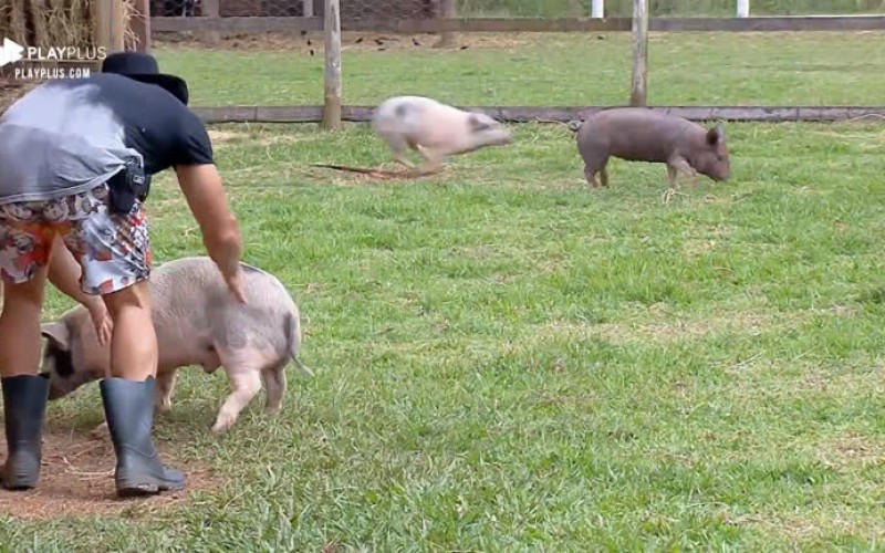 Lucas Viana limpa excesso de sujeira no chiqueiro da sede