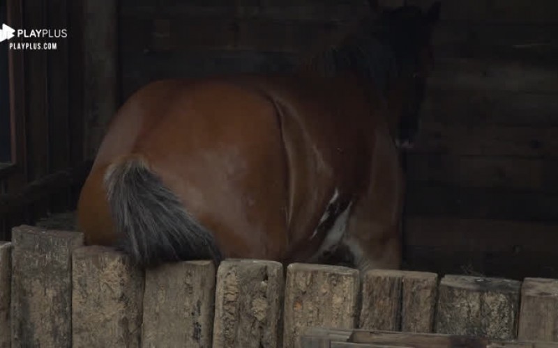 Lyon coça bumbum em cerca de madeira divertindo peões da baia