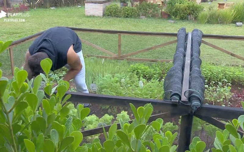 Netto acorda cedo para cuidar da horta da sede