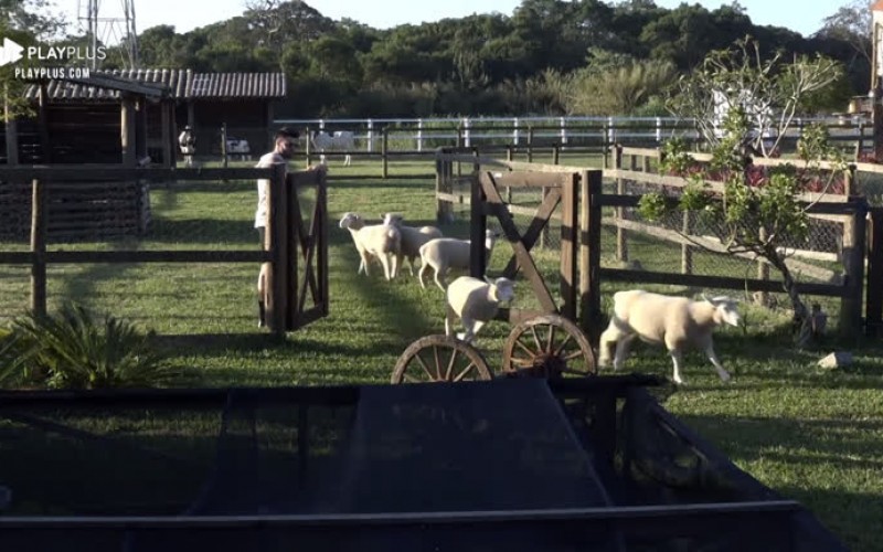 Netto cumpre obrigação da semana recolhendo as ovelhas da sede