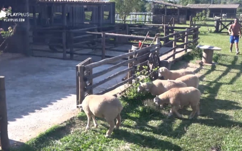 Ovelhas dão trabalho para Phavanello: 