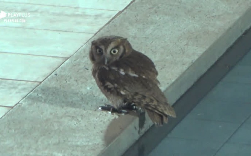 Peões se encantam com aparição de coruja na sede